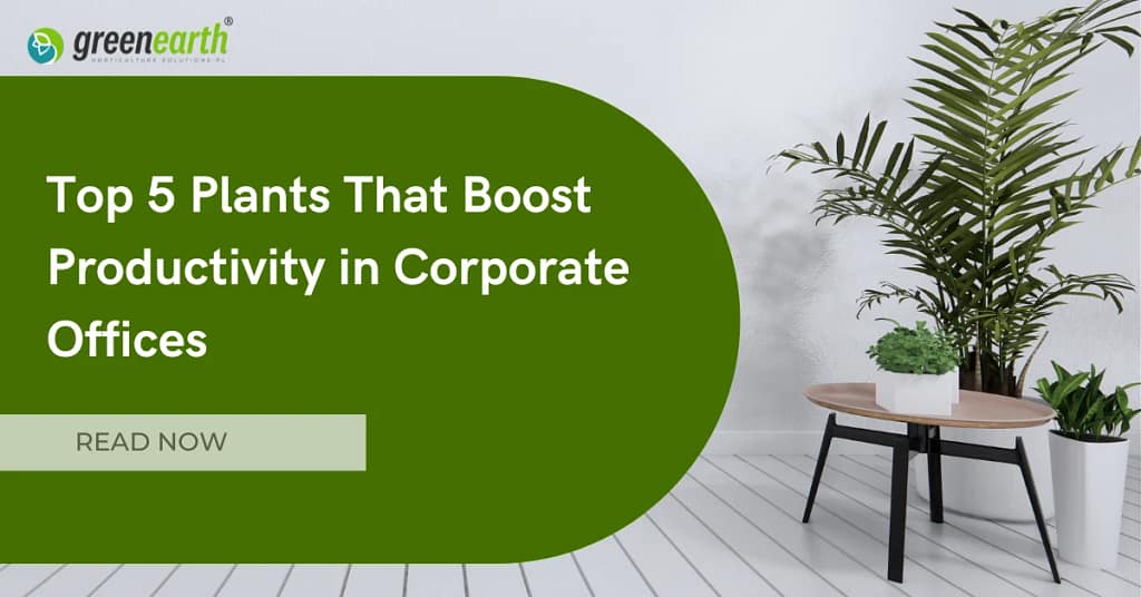 Top 5 Plants That Boost Productivity in Corporate Offices | | Green Earth | Plant Rentals by Green Earth India |