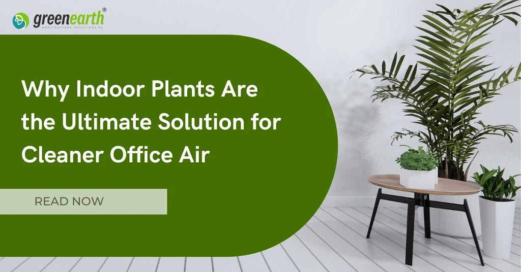 Why Indoor Plants Are the Ultimate Solution for Cleaner Office Air | | Green Earth | Uncategorized |