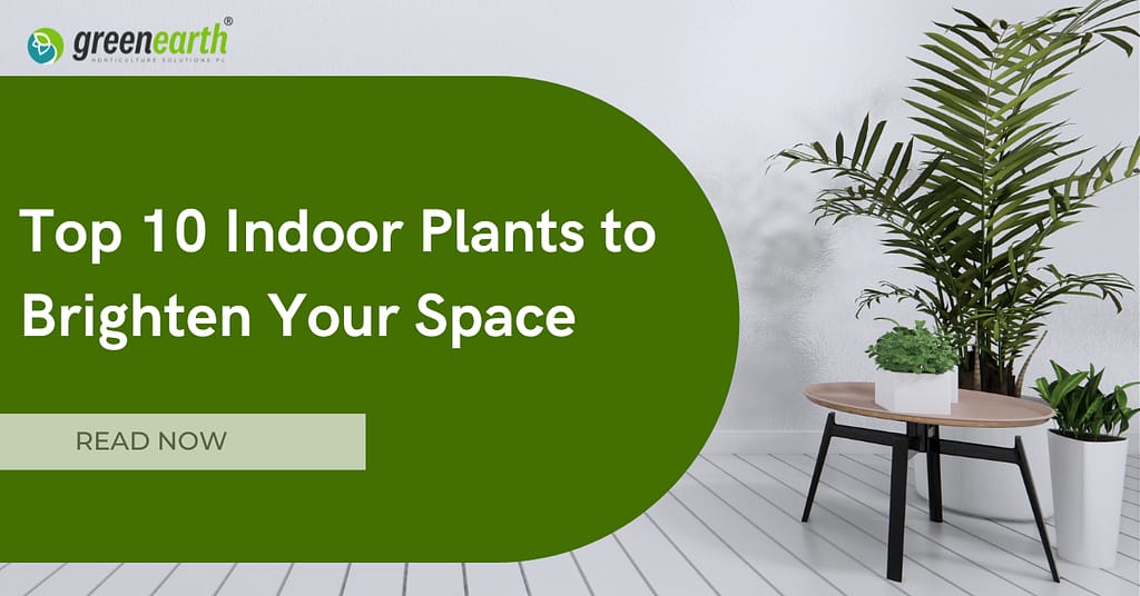 Top 10 Indoor Plants to Brighten Your Space | | Green Earth | Plant Rentals by Green Earth India |