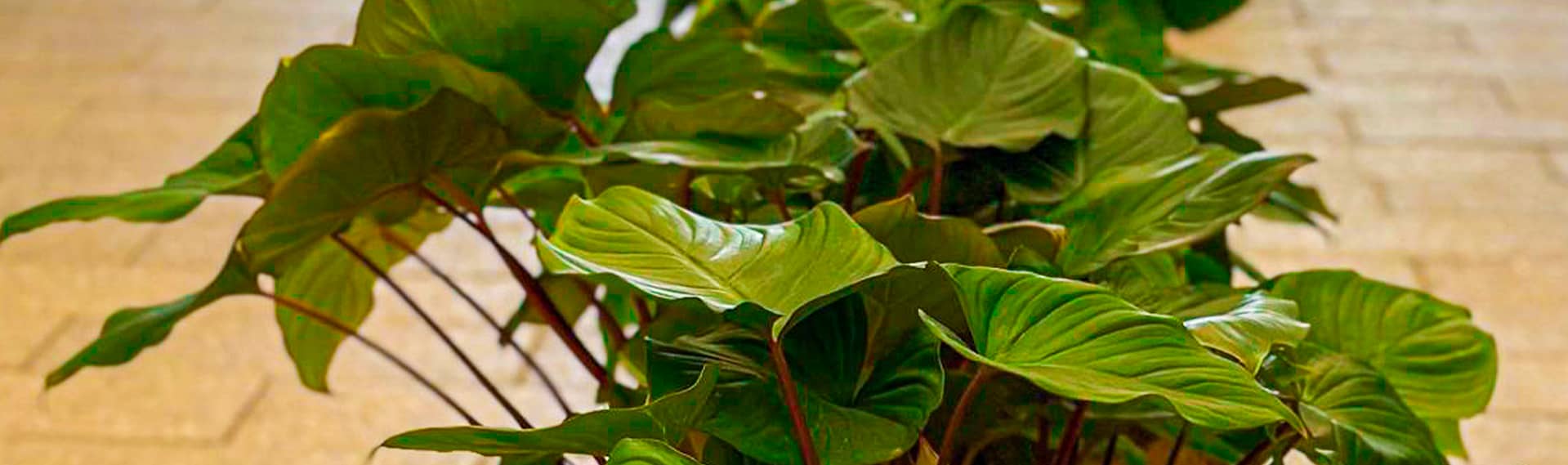 About Us | | Green Earth About Us | | Green Earth | |